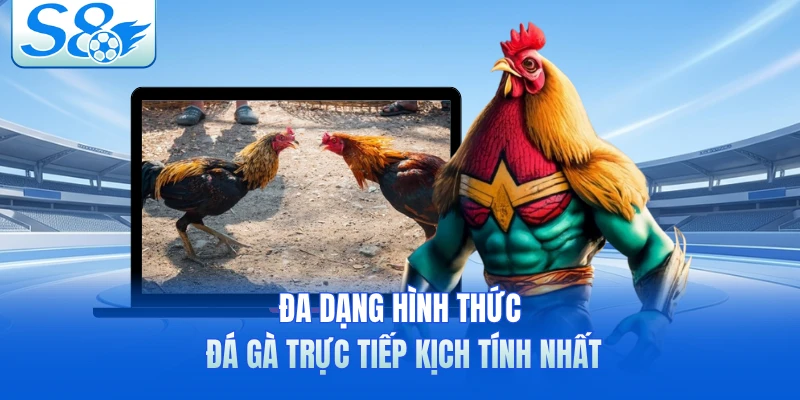 Đa dạng hình thức đá gà trực tiếp kịch tính nhất