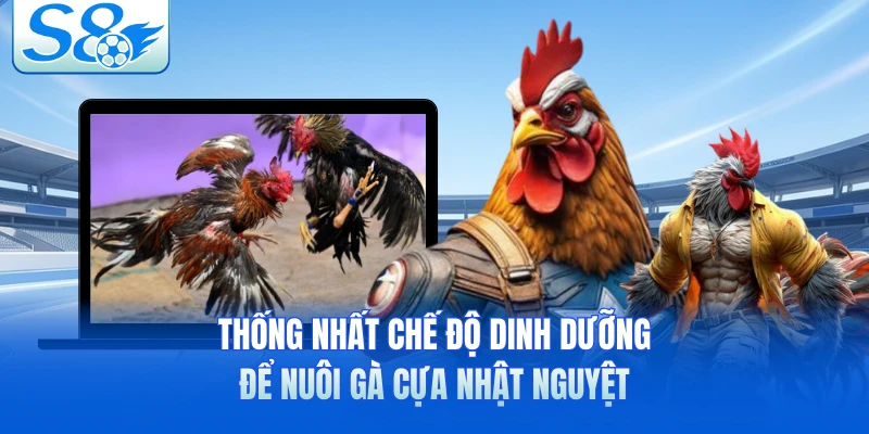 Thống nhất chế độ dinh dưỡng để nuôi gà cựa nhật nguyệt